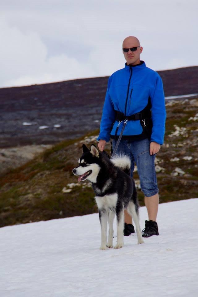 Alaskan malamute Snowcreek Frost-Ice Ataneq billede 4