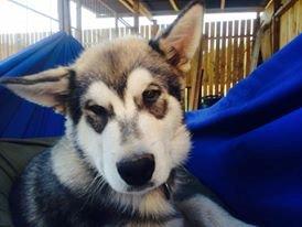 Alaskan malamute Snow Cutter´s Untouchable Bandit billede 1