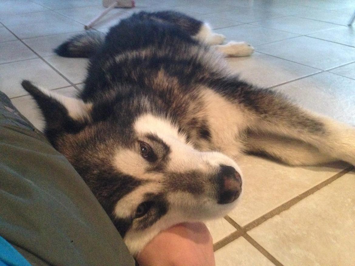 Alaskan malamute Snow Cutter´s Untouchable Bandit billede 2