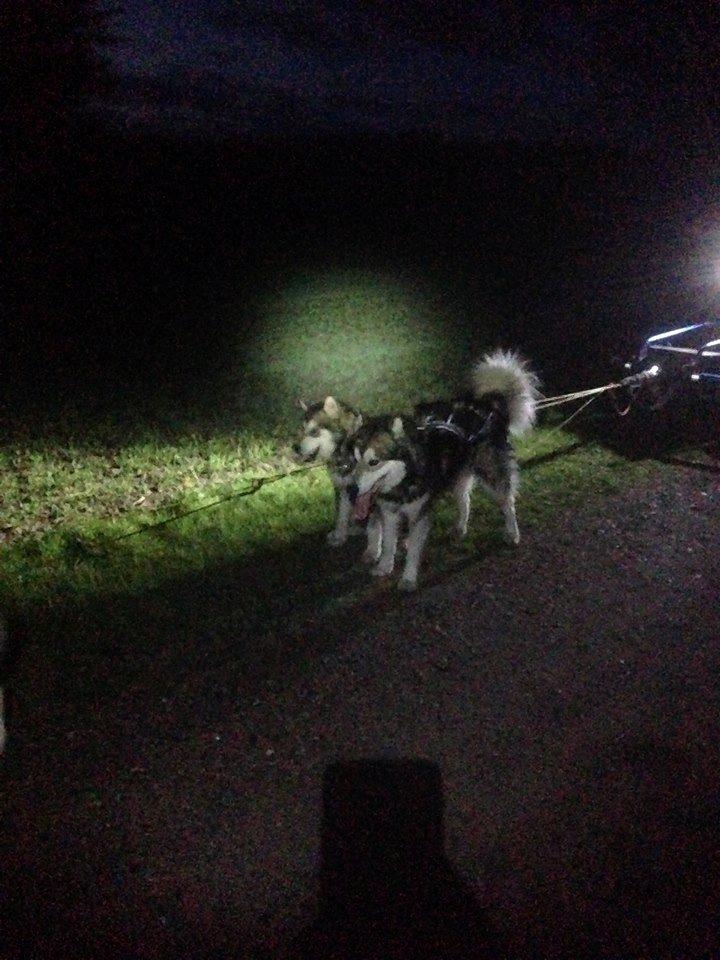 Alaskan malamute Snow Cutter´s Untouchable Bandit billede 4