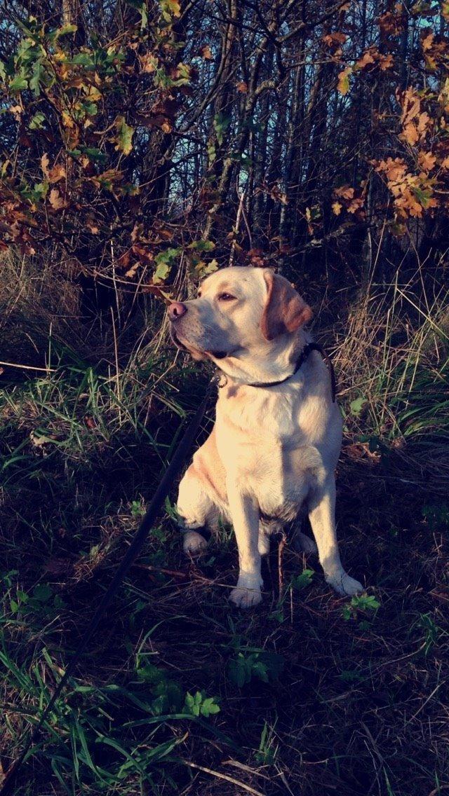 Labrador retriever Timmy Larsen - Nyder efterårs vejret <3 billede 6