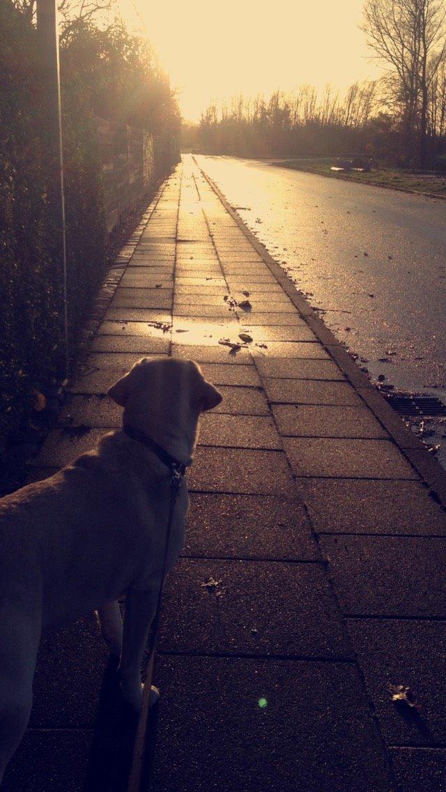 Labrador retriever Timmy Larsen - Vi elsker gåture i solnedgang <3 billede 7