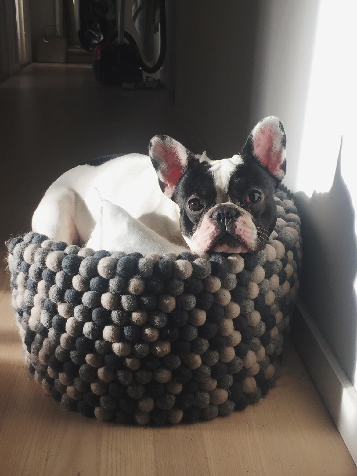 Fransk bulldog Bullys Lord Oscar billede 14