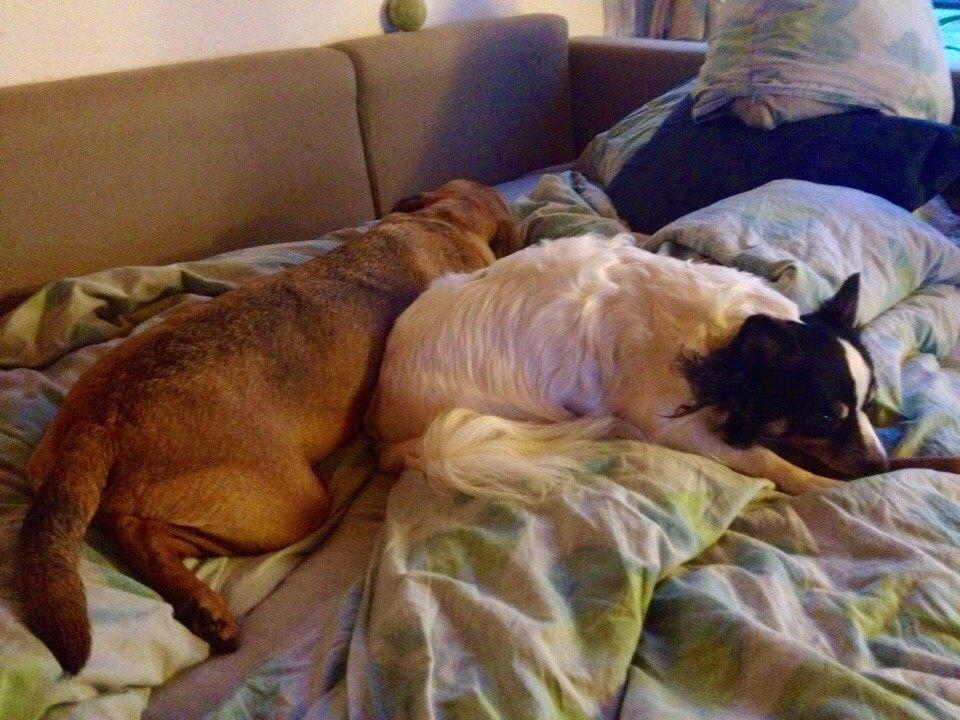 Blanding af racer Baluh billede 22