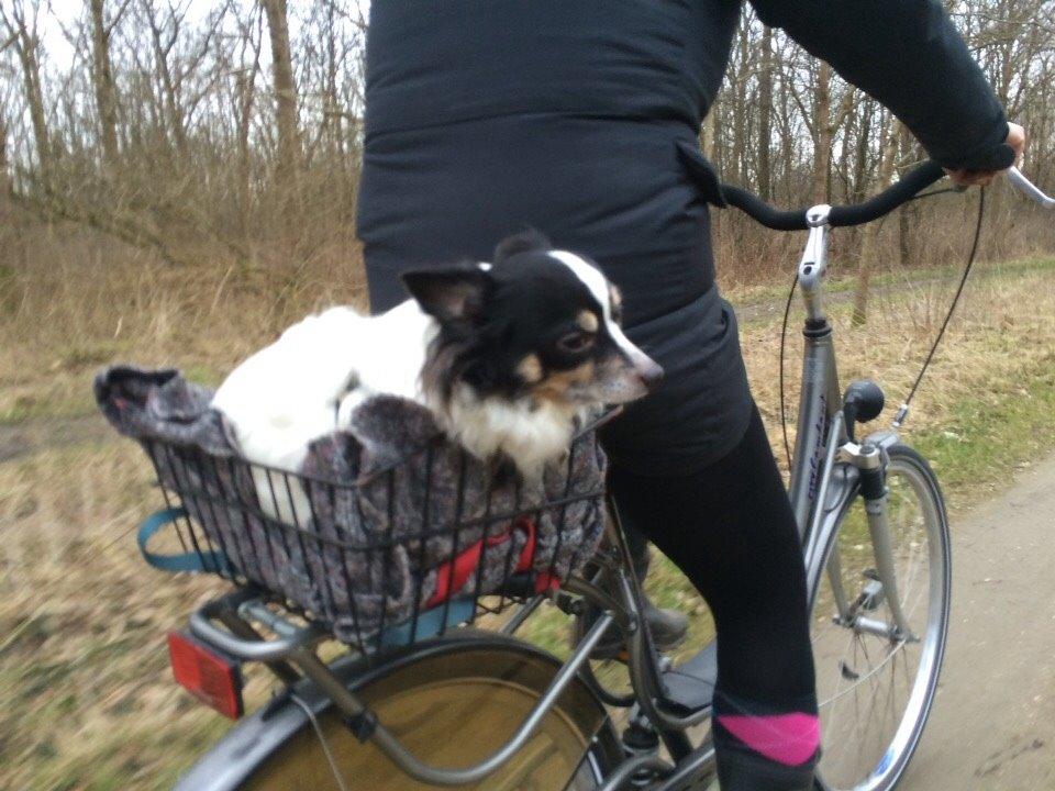 Blanding af racer Baluh billede 21