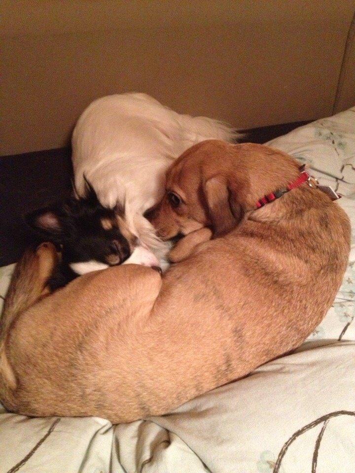 Blanding af racer Lola billede 29