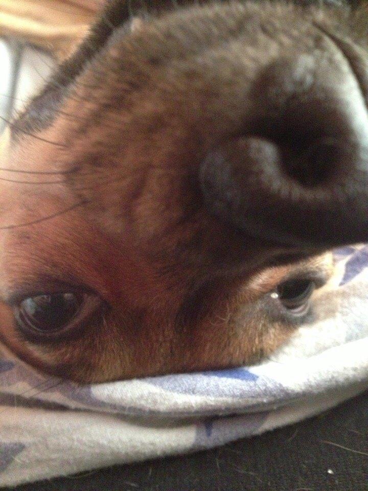 Blanding af racer Lola billede 30