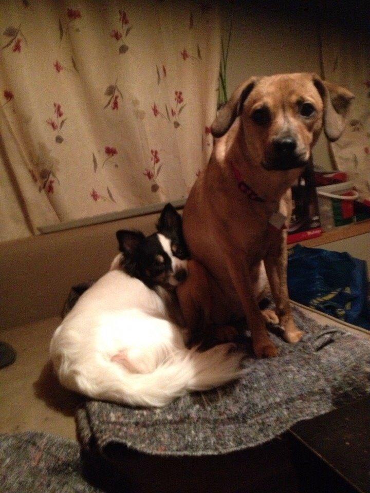 Blanding af racer Lola billede 31