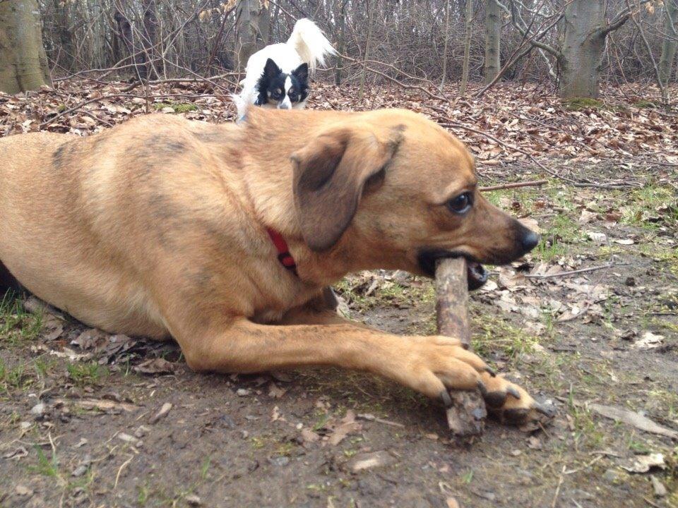 Blanding af racer Lola billede 32