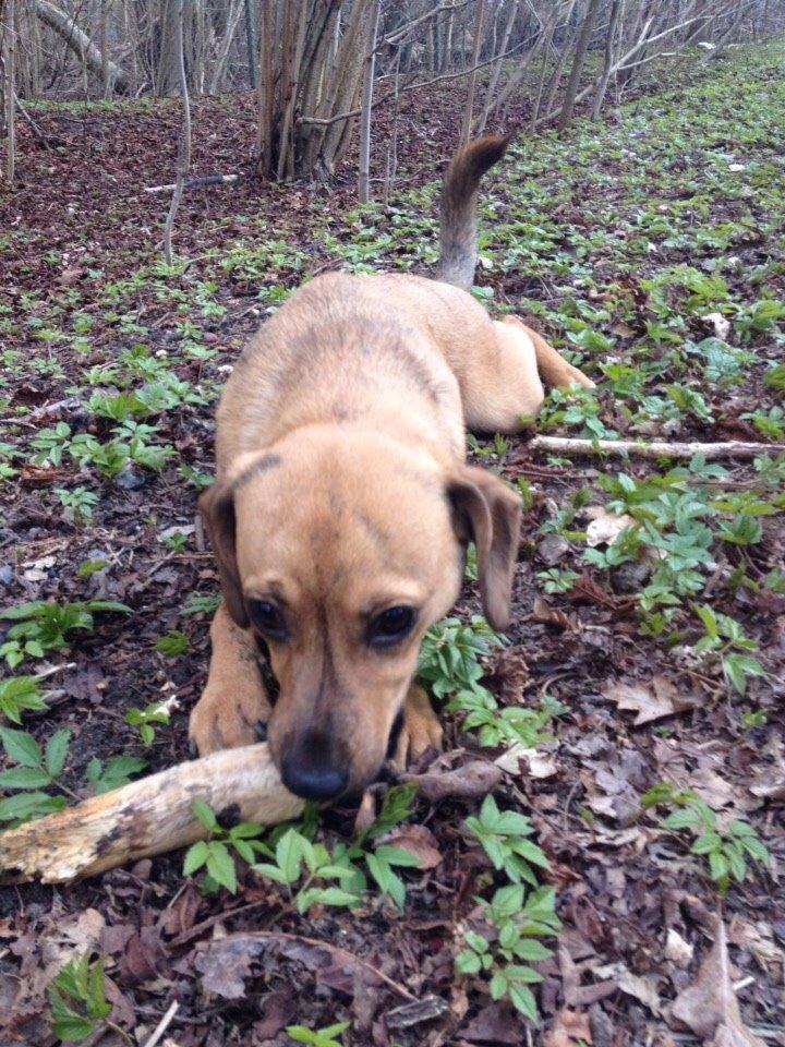 Blanding af racer Lola billede 33