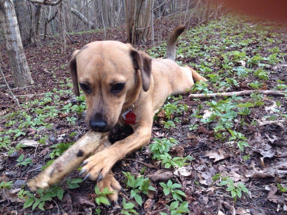 Blanding af racer Lola billede 35