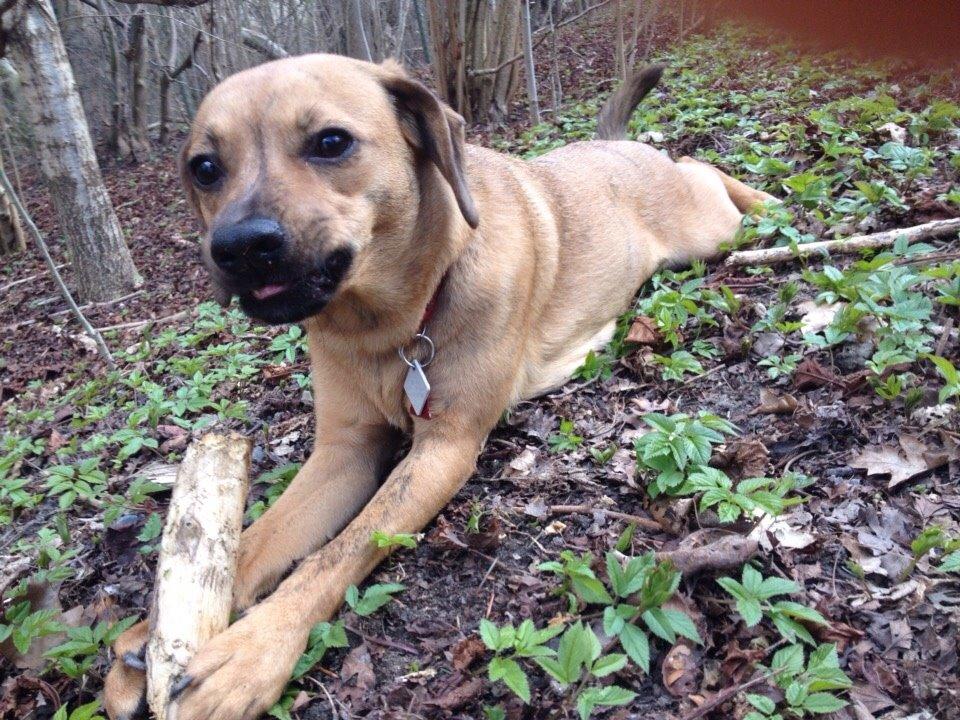 Blanding af racer Lola billede 36