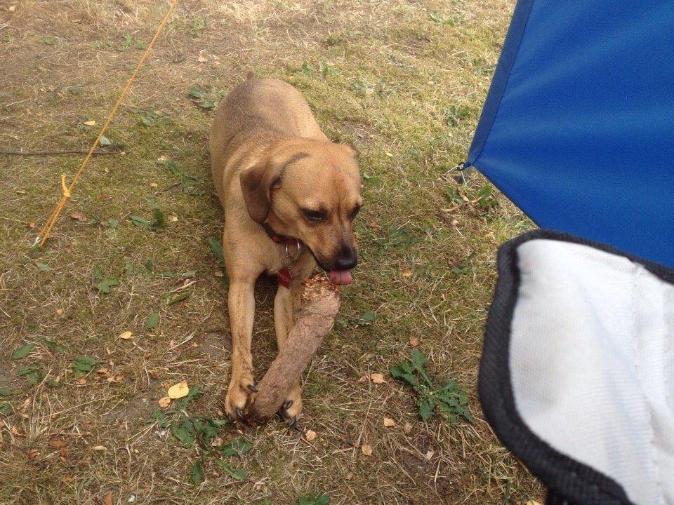 Blanding af racer Lola billede 38