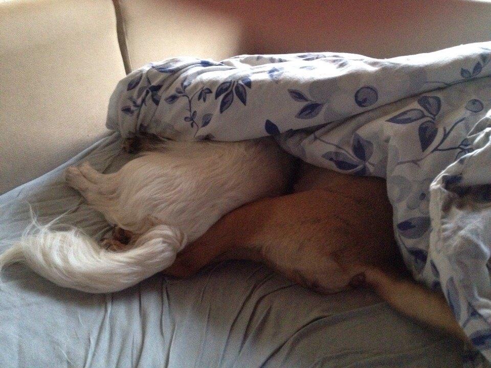 Blanding af racer Lola billede 39