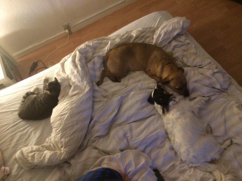 Blanding af racer Lola billede 40