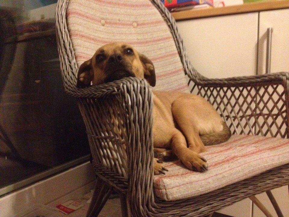 Blanding af racer Lola billede 41