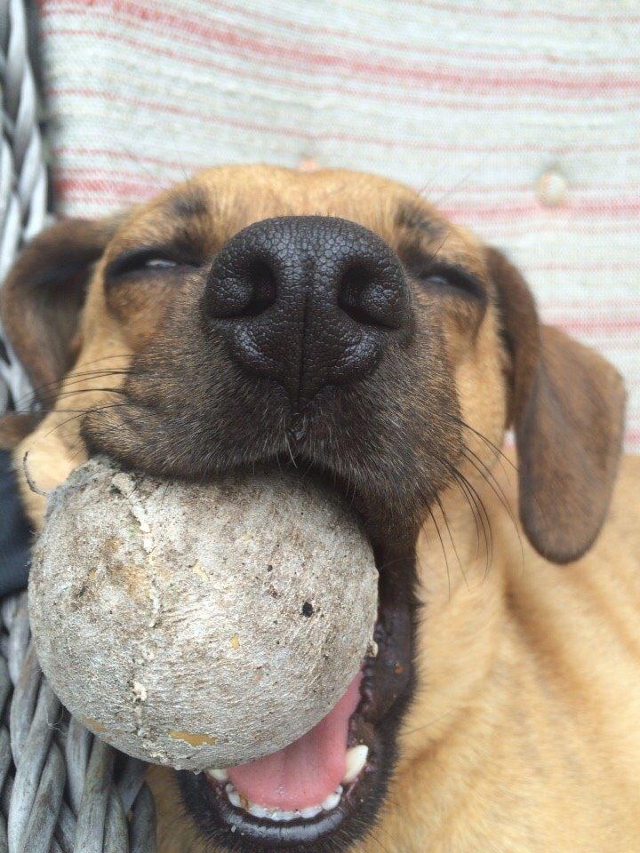 Blanding af racer Lola billede 42