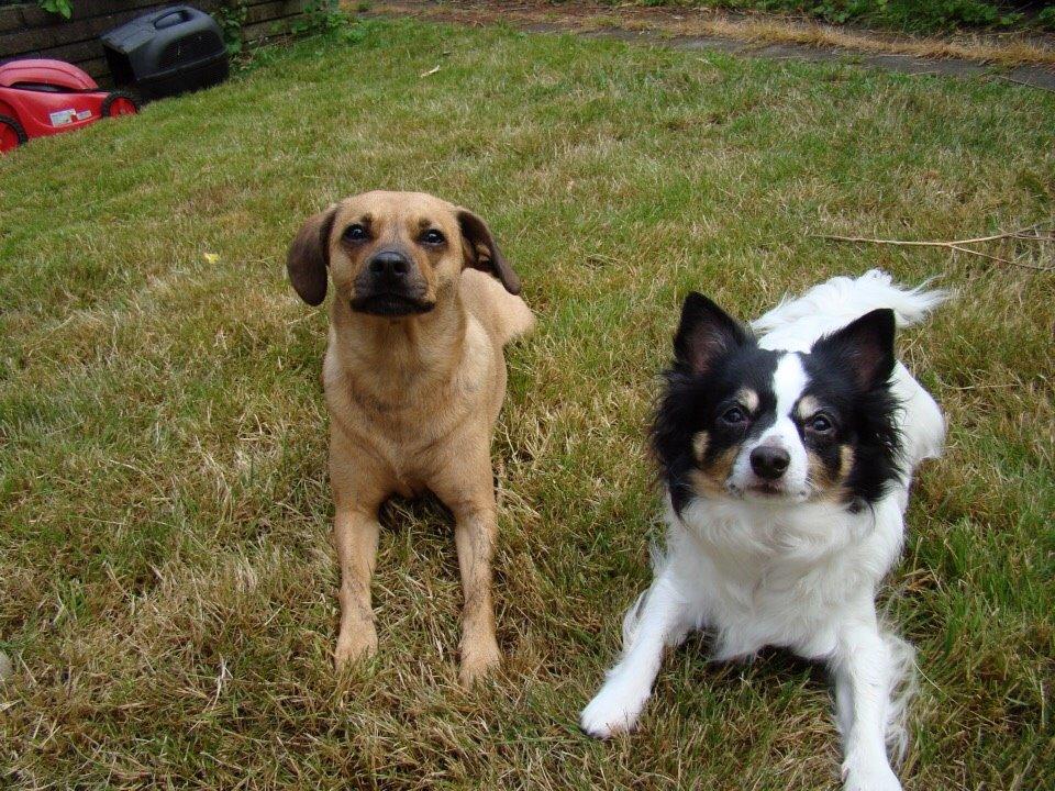 Blanding af racer Lola billede 43