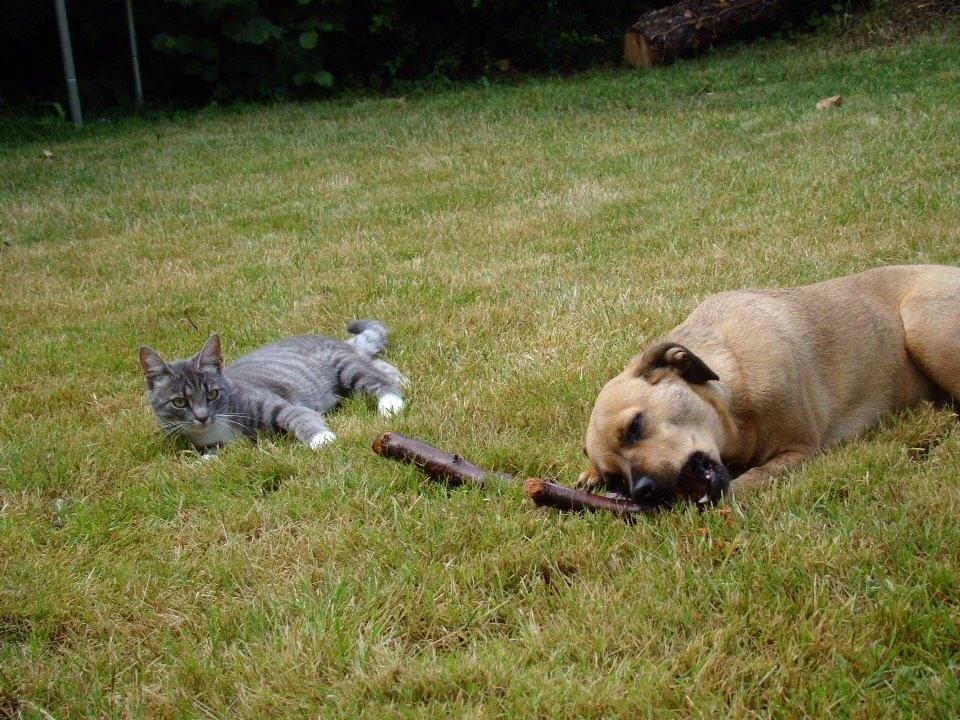 Blanding af racer Lola billede 44