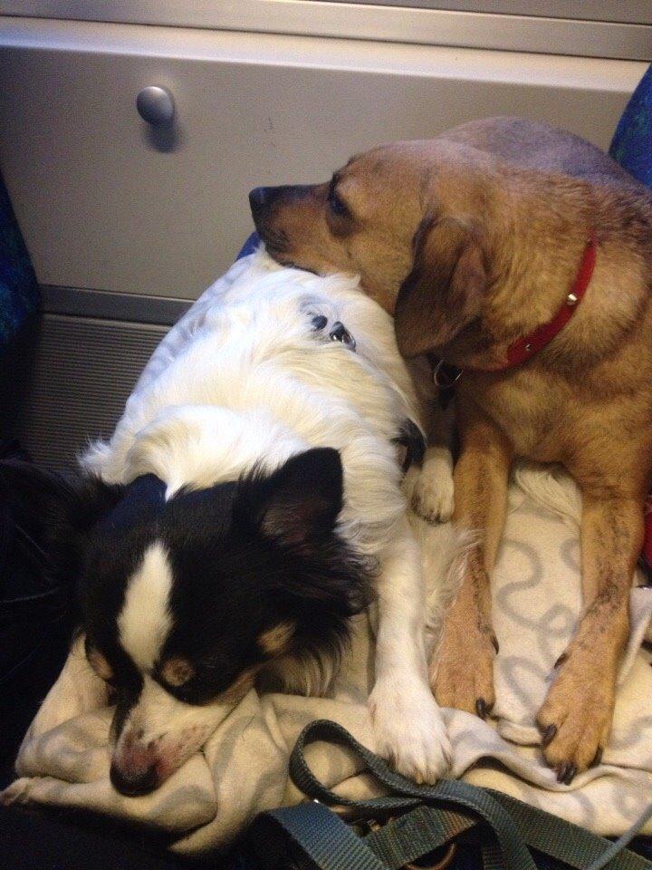 Blanding af racer Lola billede 45