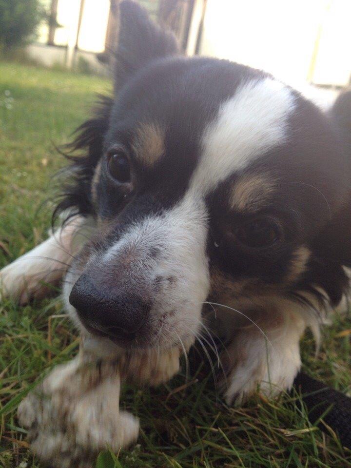 Blanding af racer Baluh billede 24