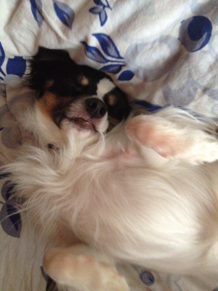 Blanding af racer Baluh billede 25