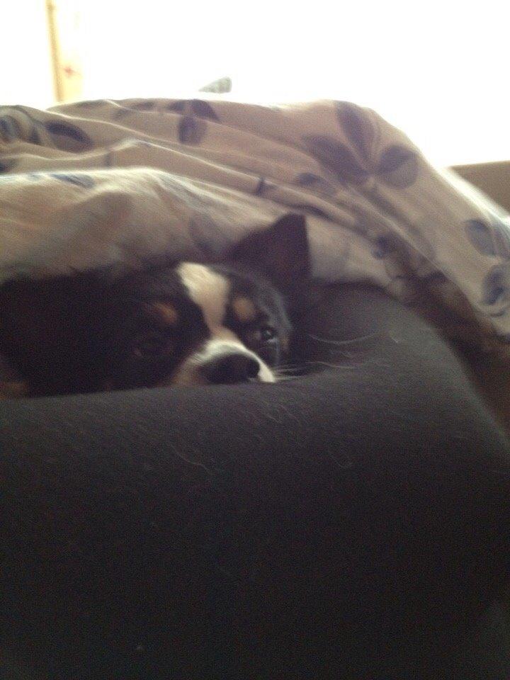 Blanding af racer Baluh billede 26