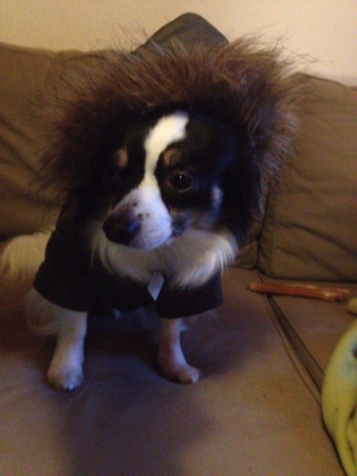 Blanding af racer Baluh billede 27