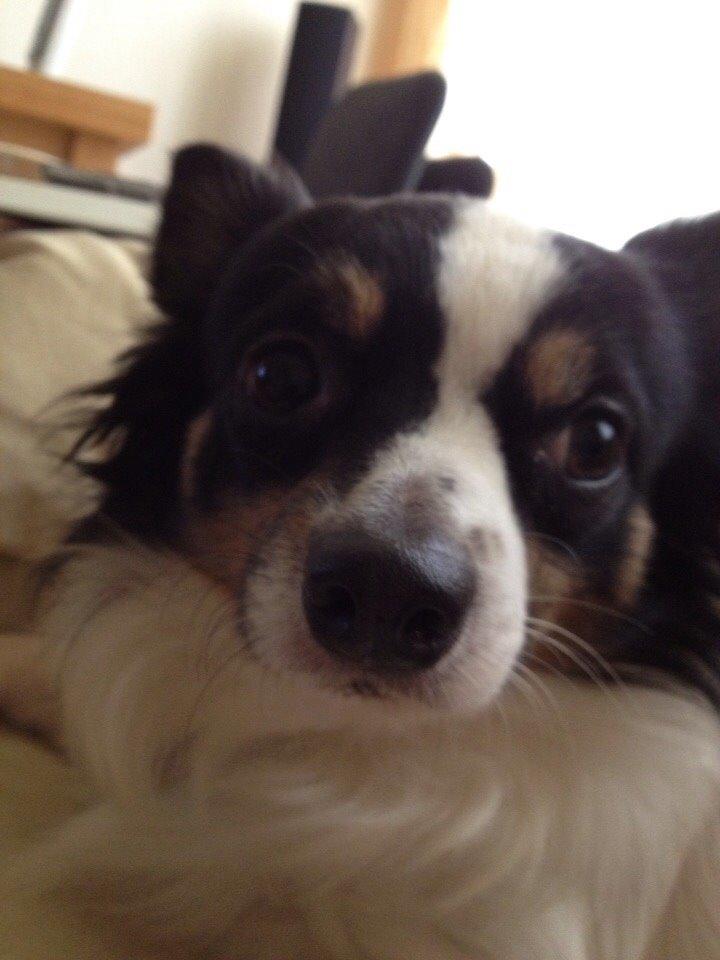 Blanding af racer Baluh billede 28