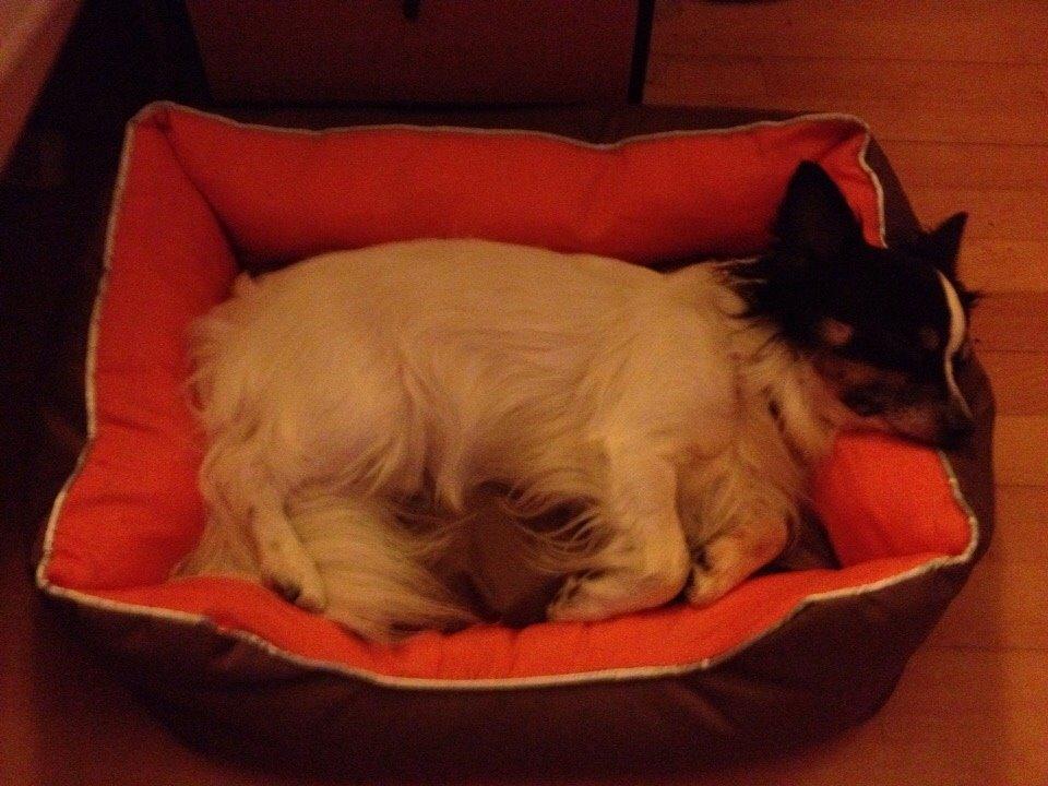 Blanding af racer Baluh billede 29