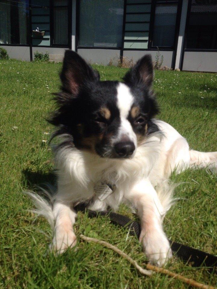 Blanding af racer Baluh billede 30