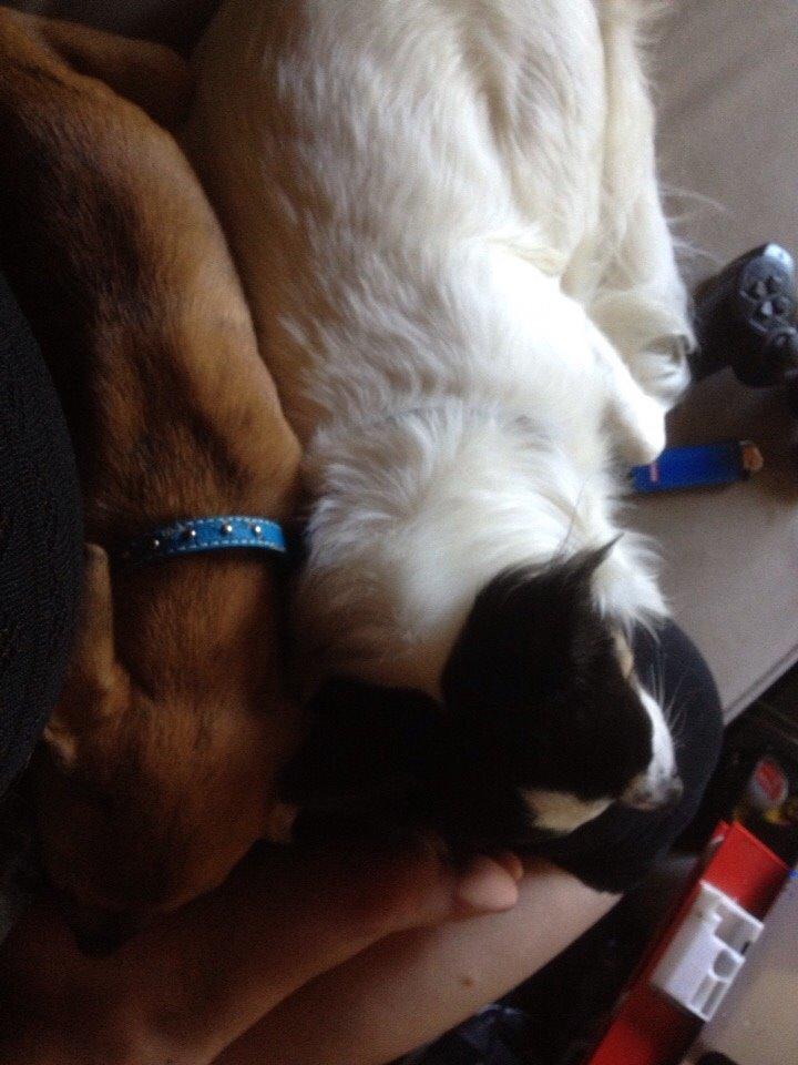 Blanding af racer Baluh billede 31