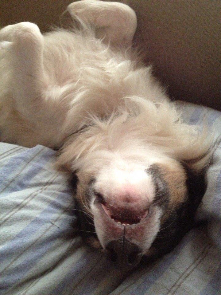 Blanding af racer Baluh billede 32