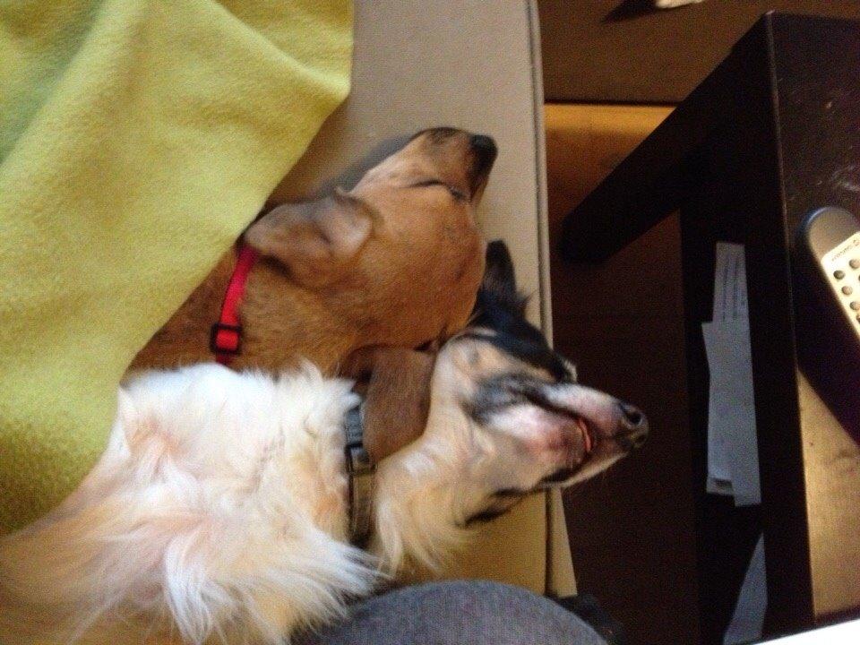 Blanding af racer Baluh billede 33