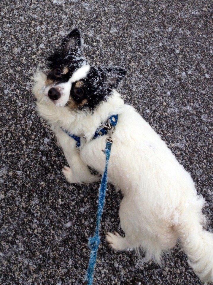 Blanding af racer Baluh billede 34