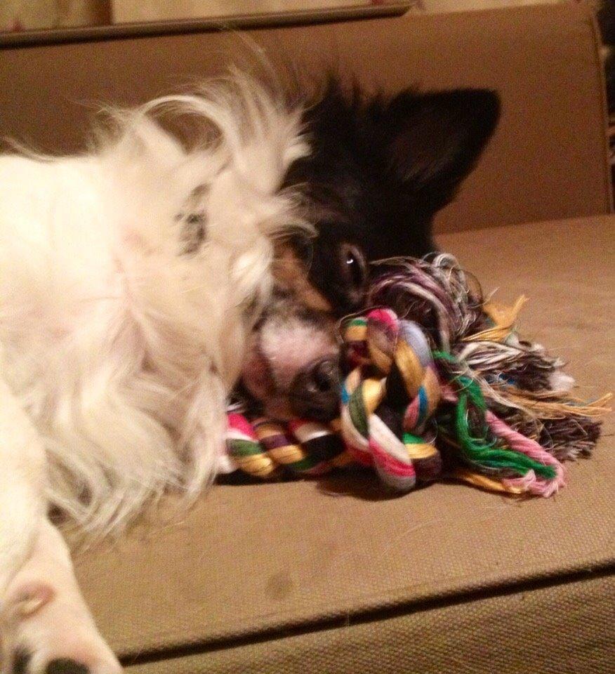 Blanding af racer Baluh billede 35