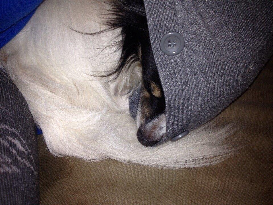 Blanding af racer Baluh billede 36