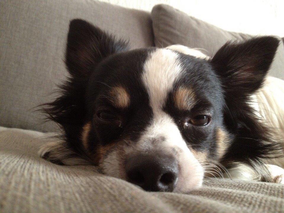 Blanding af racer Baluh billede 38