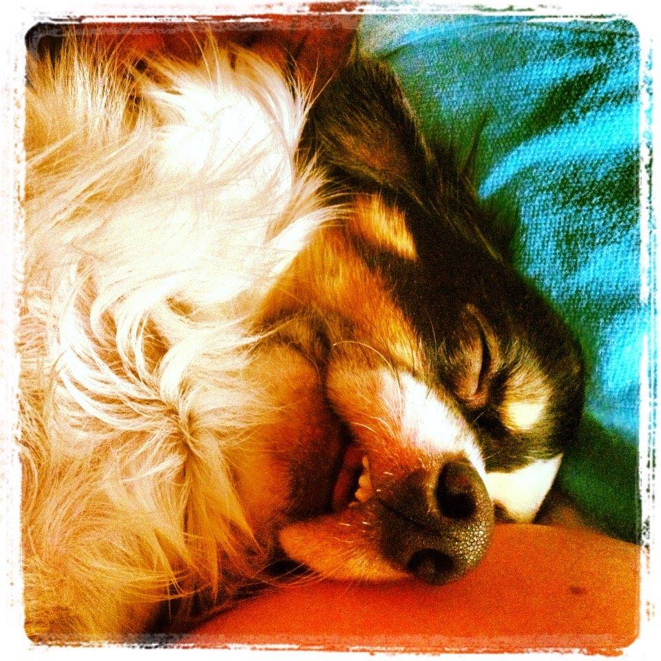 Blanding af racer Baluh billede 41