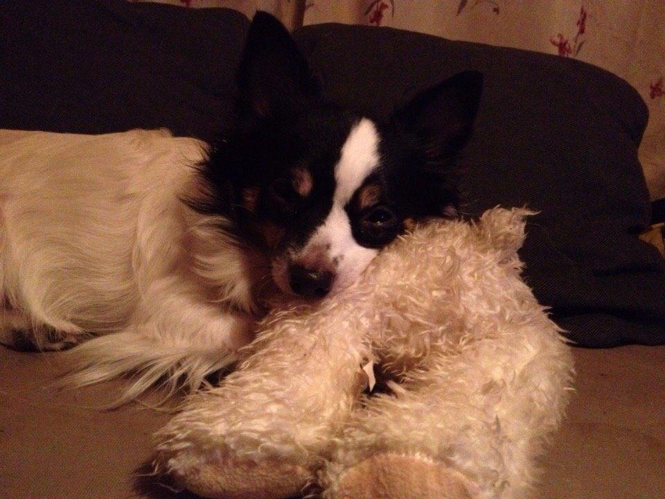 Blanding af racer Baluh billede 42