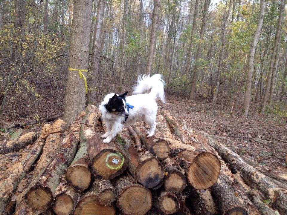 Blanding af racer Baluh billede 43