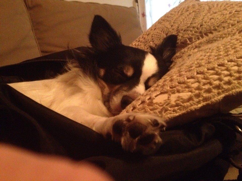 Blanding af racer Baluh billede 44