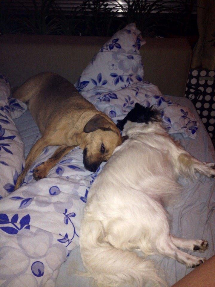 Blanding af racer Baluh billede 45