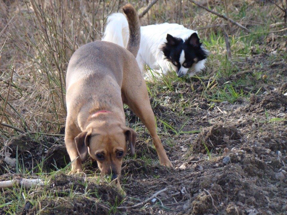 Blanding af racer Baluh billede 46