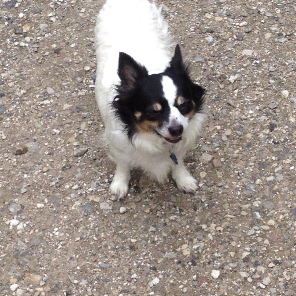 Blanding af racer Baluh billede 47