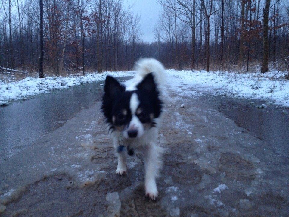 Blanding af racer Baluh billede 48