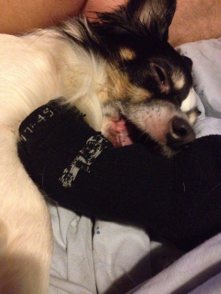 Blanding af racer Baluh billede 49