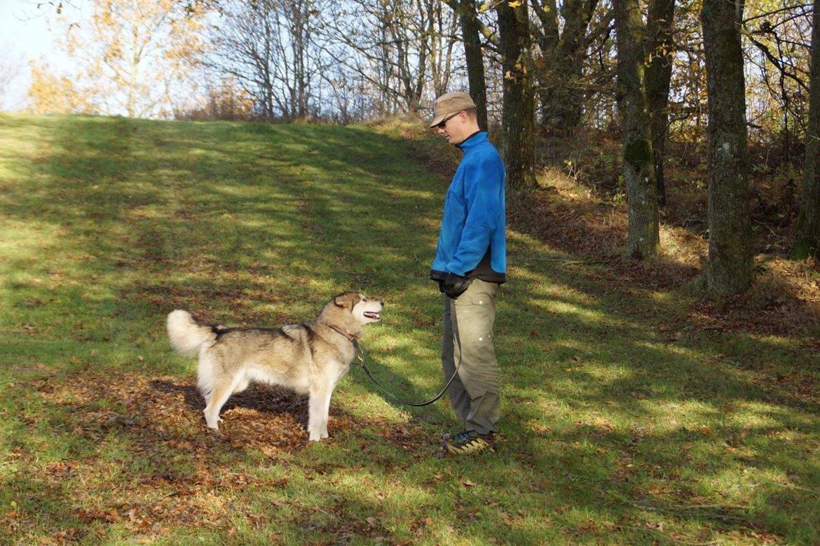 Alaskan malamute Nice Charm´n Sexy Smilla Malamute Sanctuary billede 2