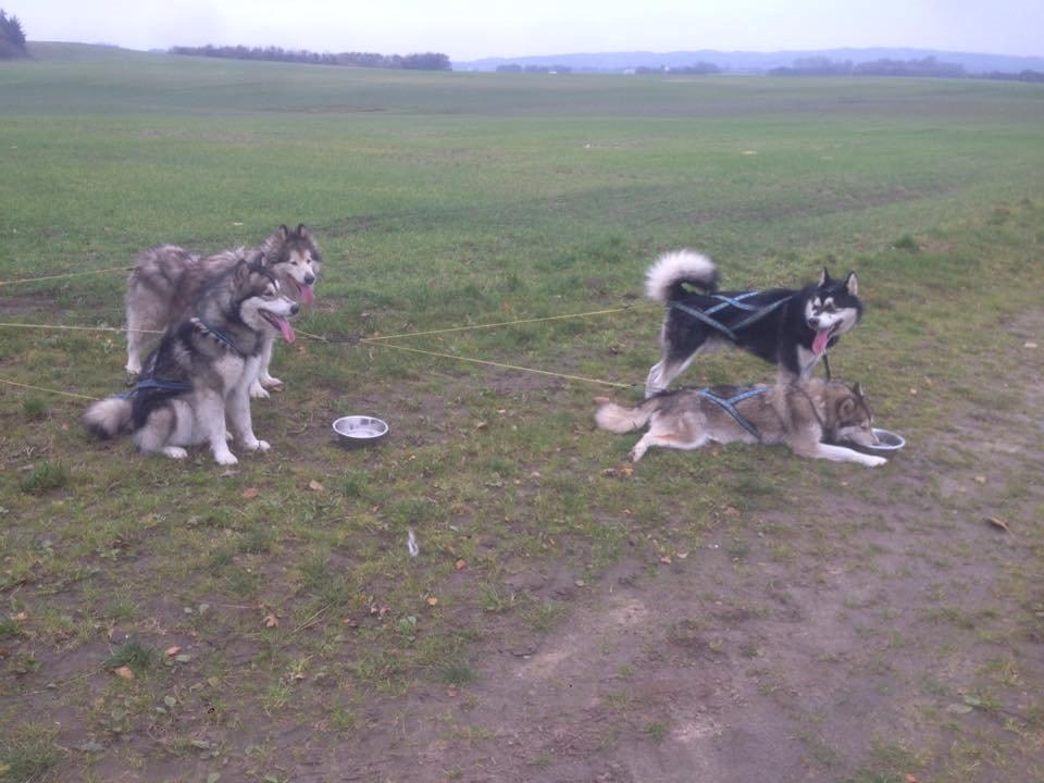 Alaskan malamute Nice Charm´n Sexy Smilla Malamute Sanctuary billede 4