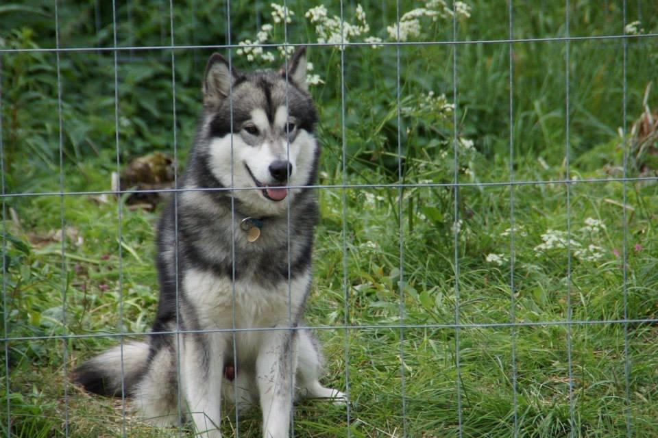 Alaskan malamute Snowcreek HardWorking Aslan billede 2
